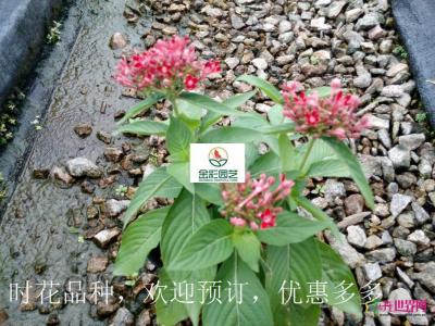 五星花