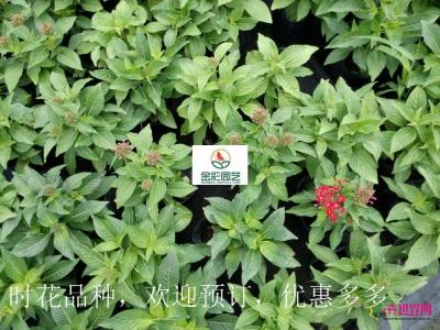 五星花