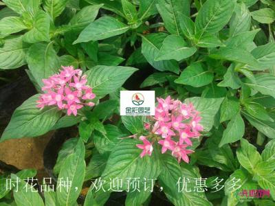 五星花